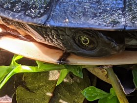 2022-03-20 turtle.jpg